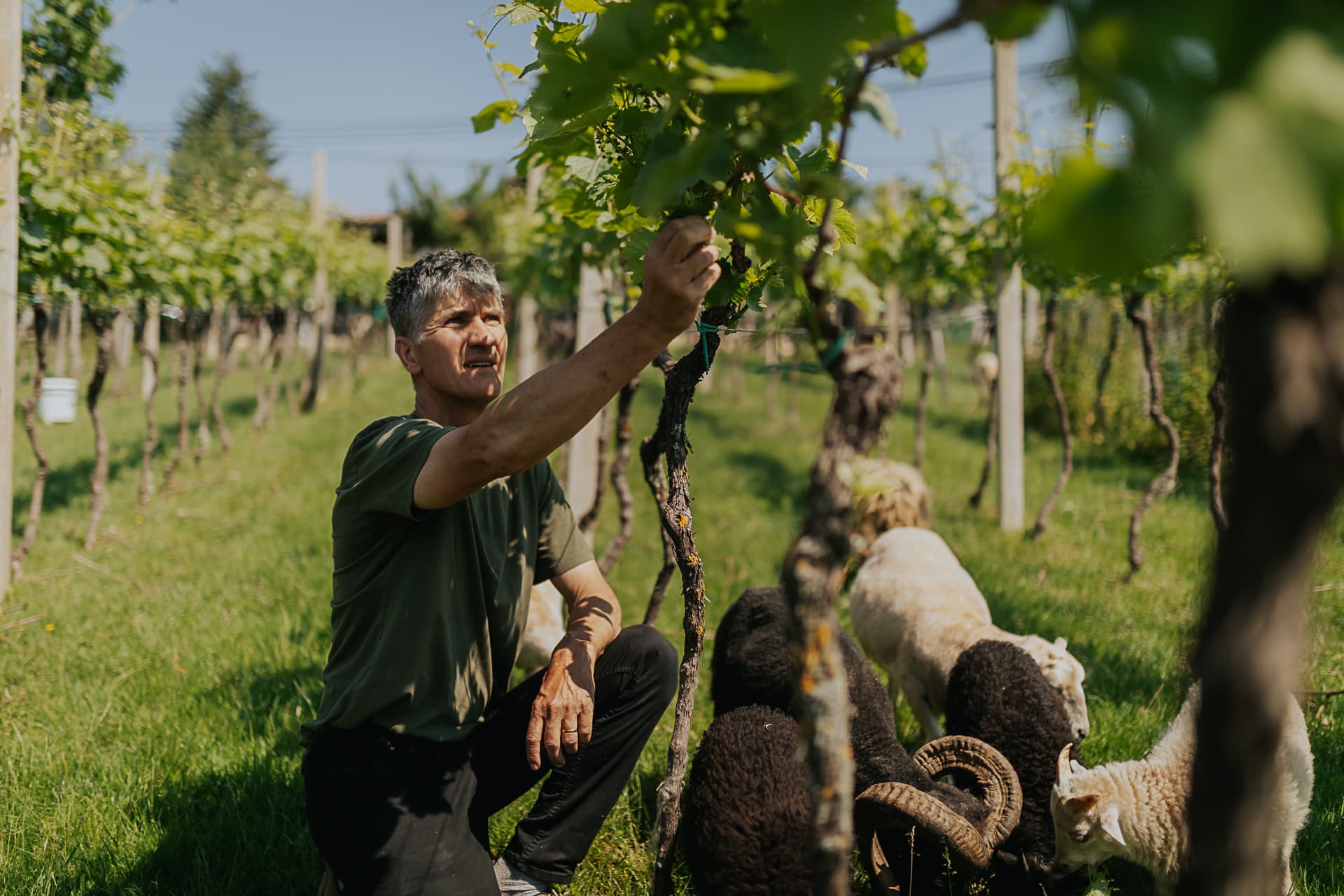 Radovan Šuman vineyard