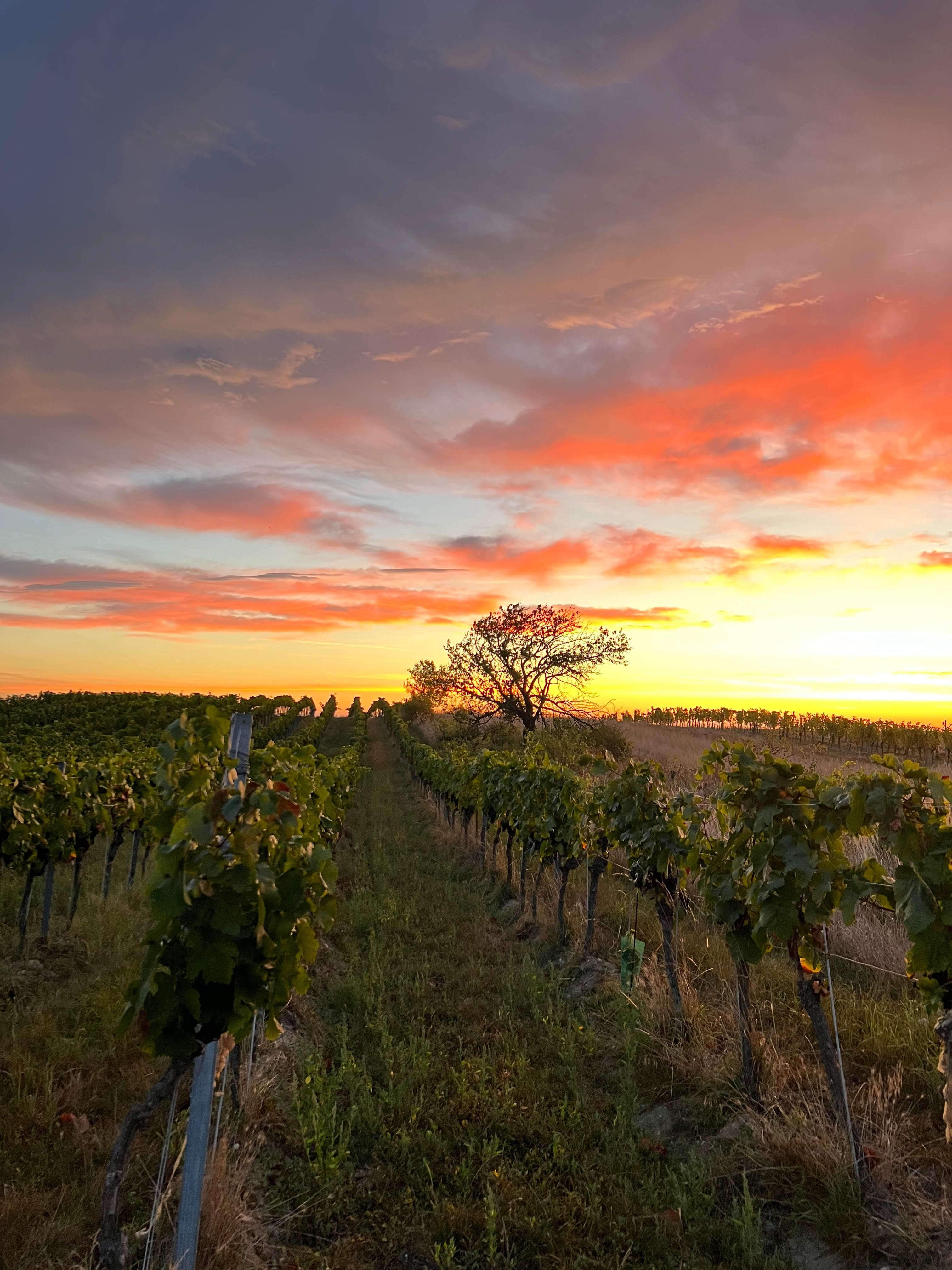 Vineyard at sunset with dramatic orange and pink sky