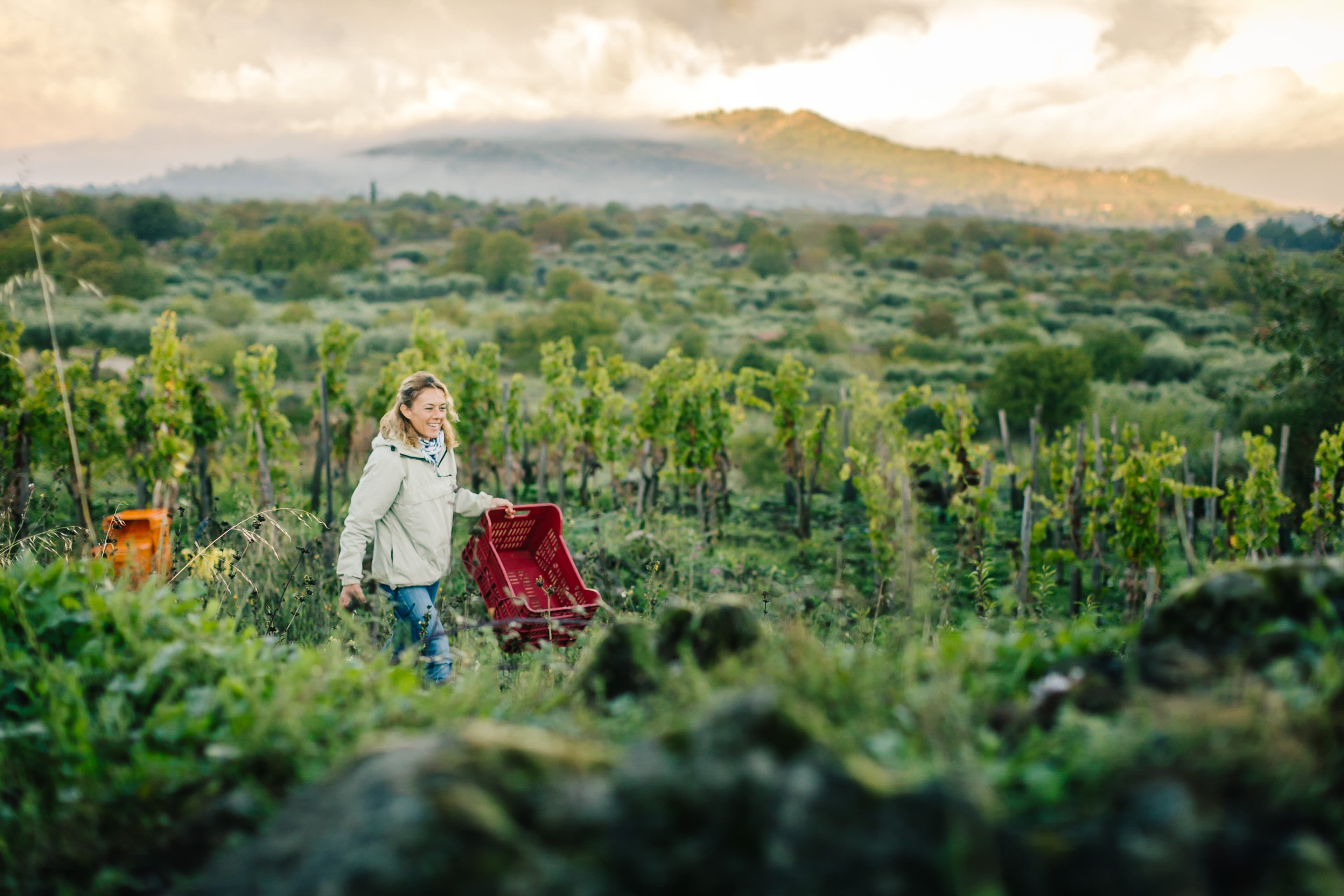 Vino di Anna vineyard