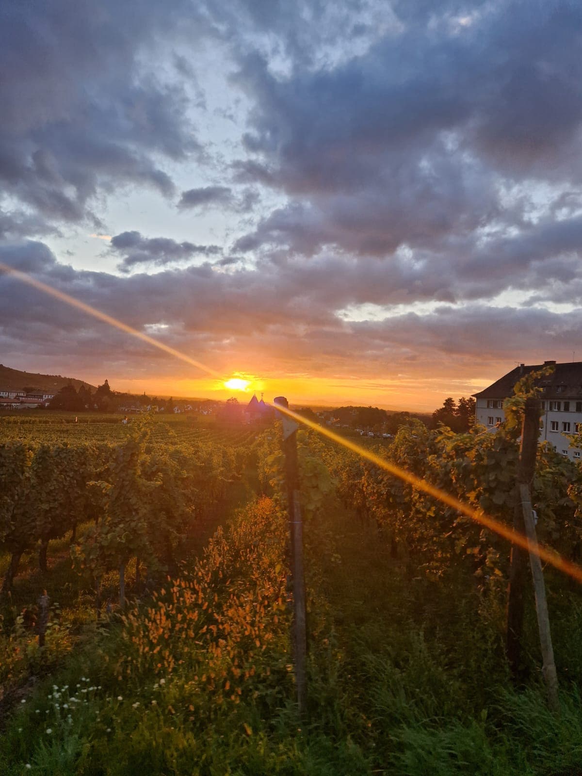 Retrato de los vinos de Christian Binner