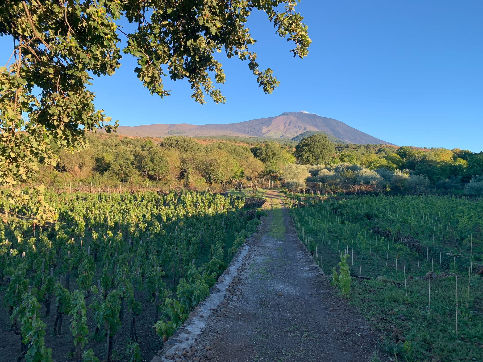 Imagen principal de Eduardo Torres Acosta