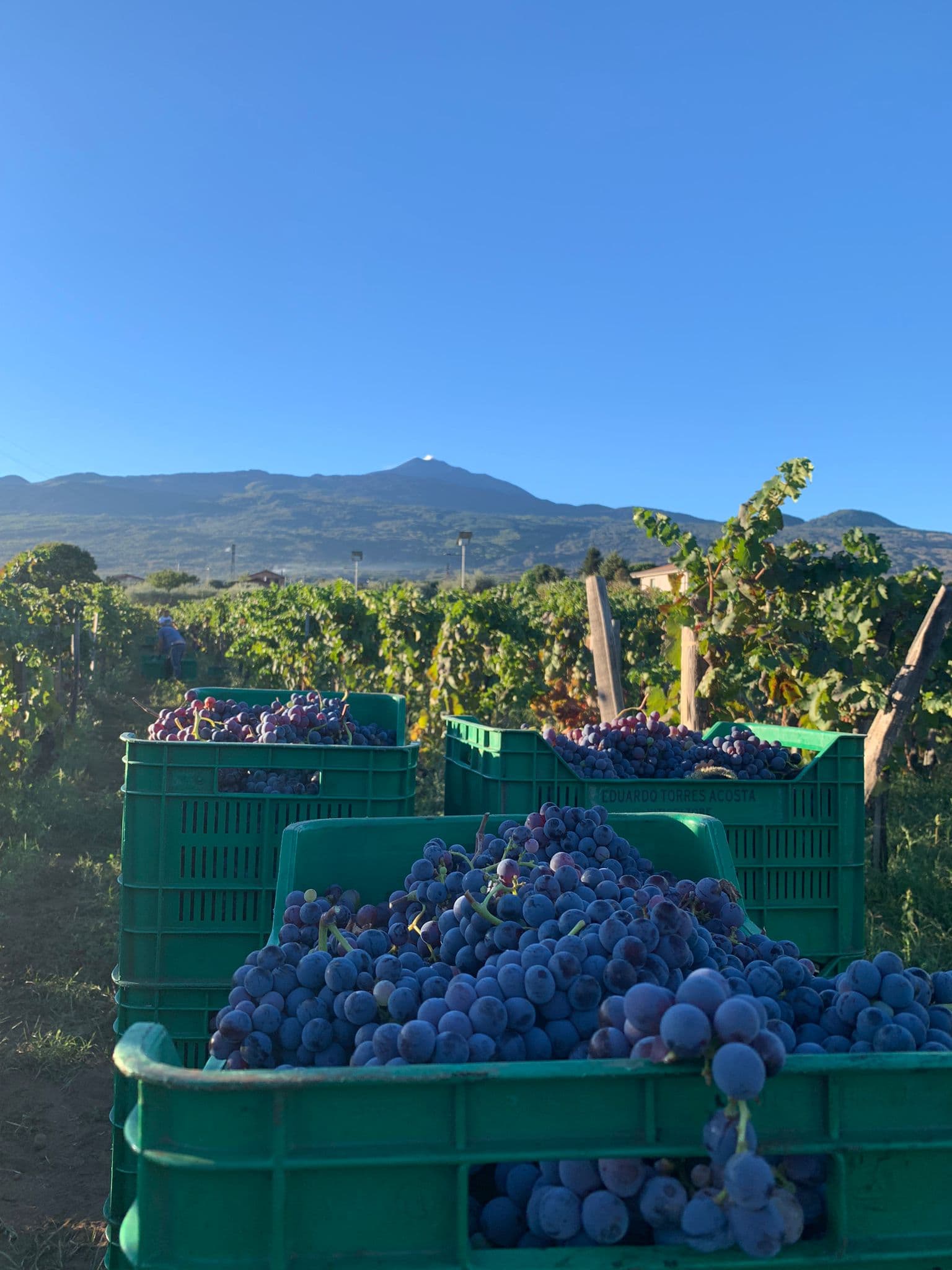 Viñedo de Eduardo Torres Acosta