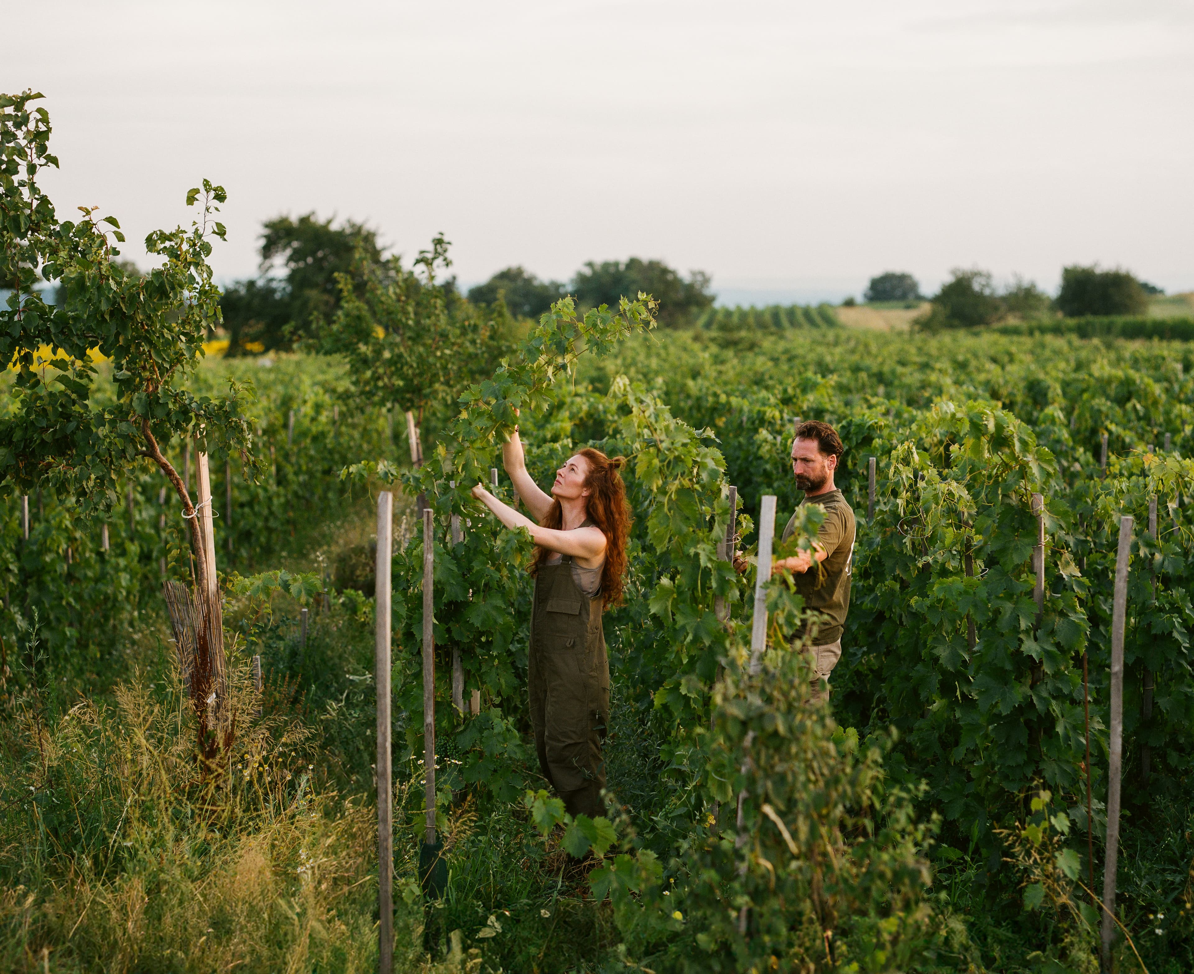 Imagen principal de Gut Oggau