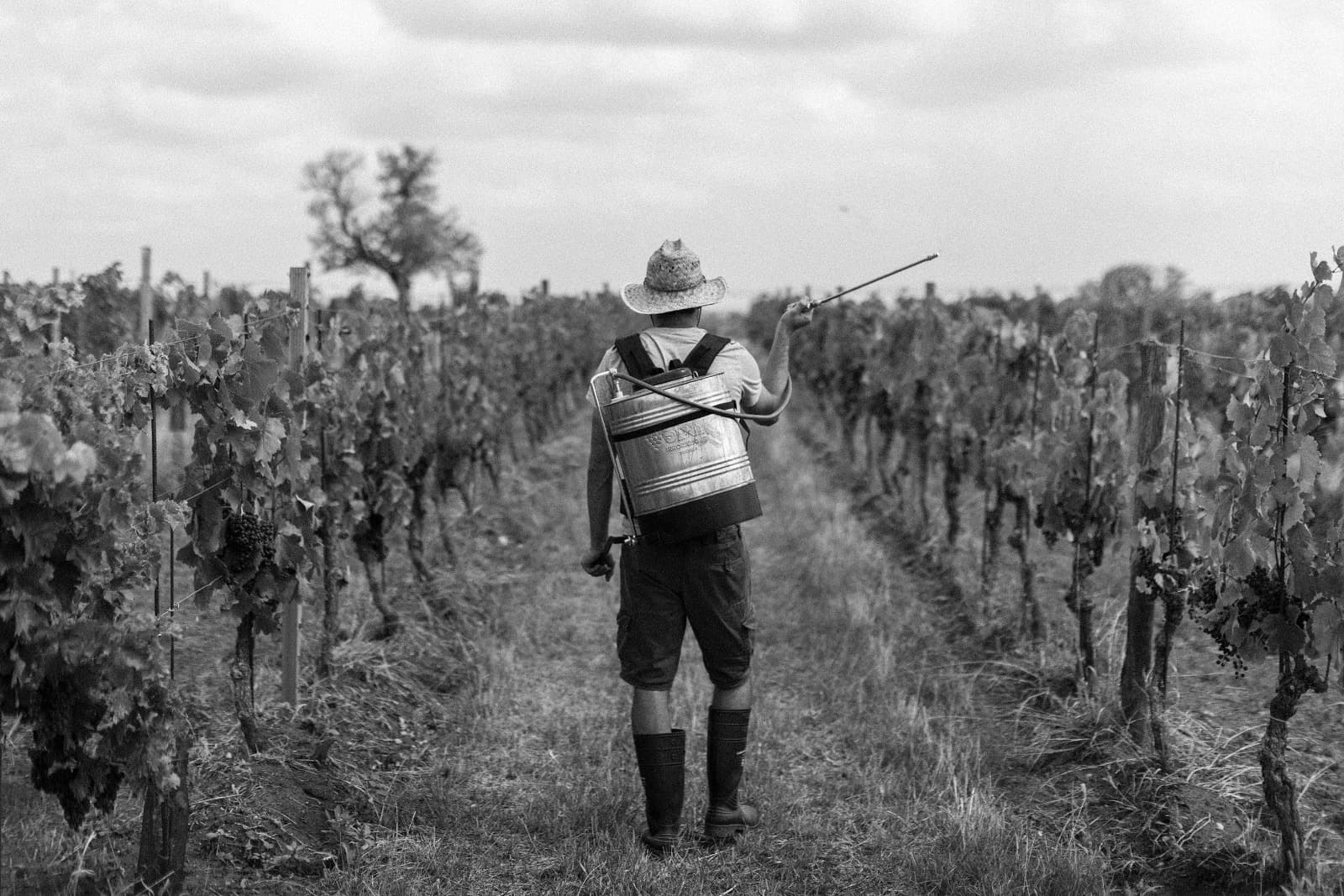 Innovación vitícola en Gut Oggau