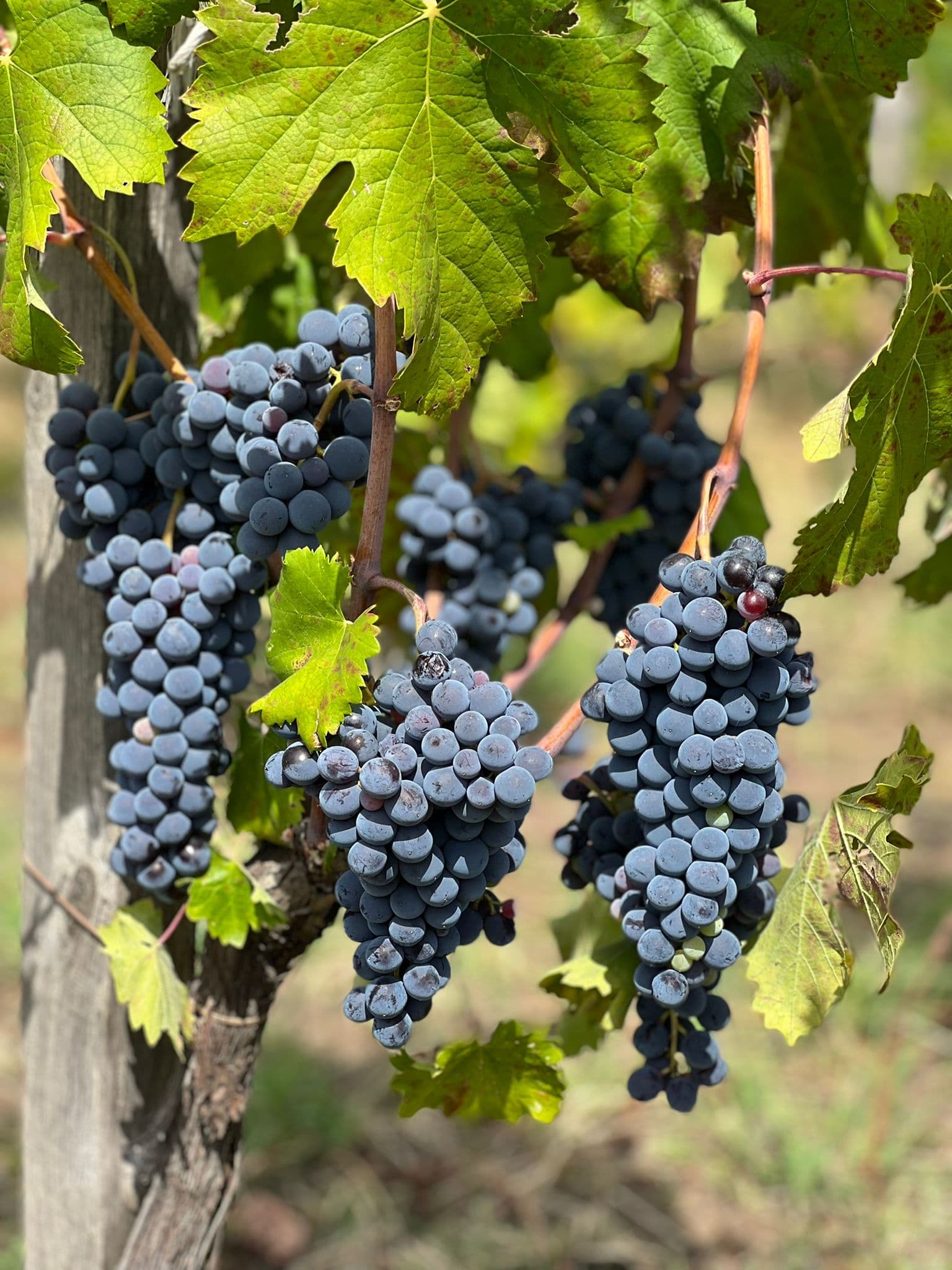 Galería 2 de Vino di Anna