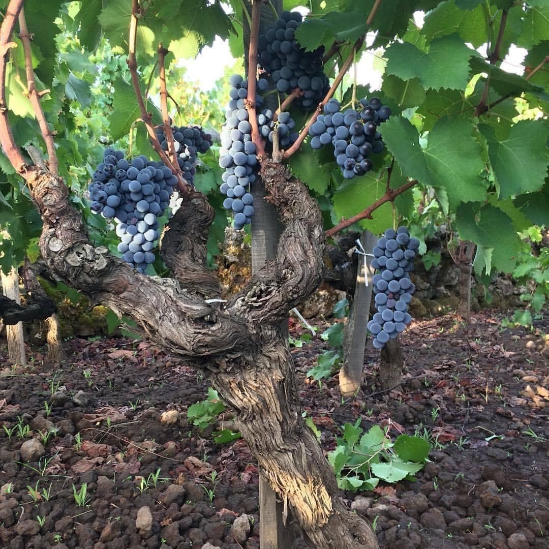 Galería 3 de Vino di Anna